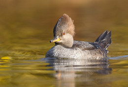 Hooded Merganser (female) / ***