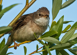 Gray Warbler / ***