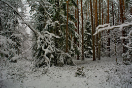 Winter Forest / ***