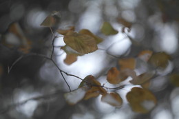 Autumn dream / ***