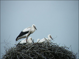 Storks / ***