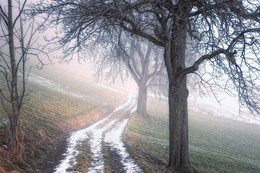 Weg im Nebel / ---