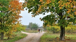 Rustic morning / ***