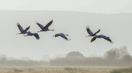 Flying migratory birds ... / ***