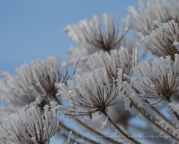 Winter patterns / ***