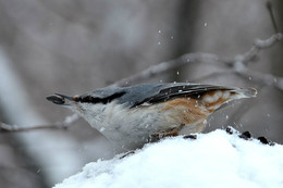 Nuthatch / ***