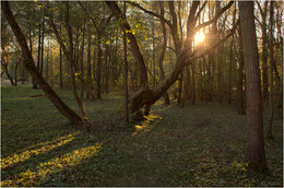 From the life of trees / ***