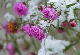 Frozen / ***
