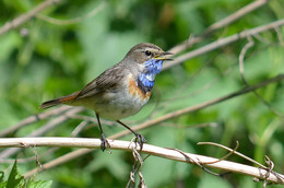 Bluethroat / ***