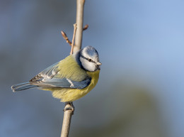 Blue tit / ***