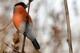 Bullfinch / ***