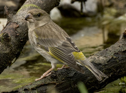 Greenfinch / ***