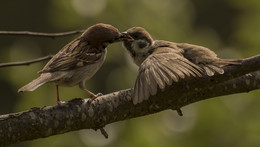 Sparrows / ***