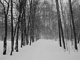 Snow-covered alley / ***