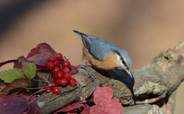 Nuthatch / ***