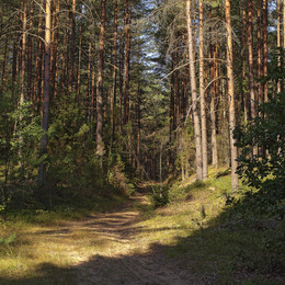 Morning in a pine forest / ***