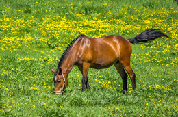 On pasture / ***