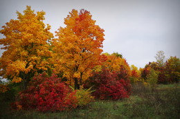 gold autumn / ***