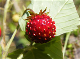 Strawberry / ***