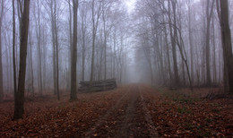 there behind fogs / ***