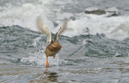 For takeoff / ***
