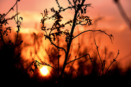 Dried flowers / ***
