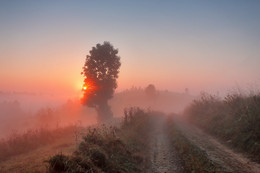 Foggy rural misty morning / ***