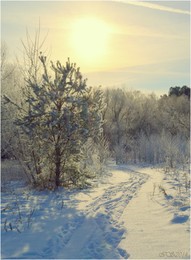 On the fresh snow / ***