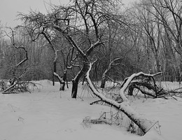 neglected garden / ***