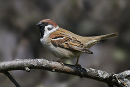Sparrow / ***