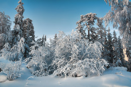 Frozen Forest / ***