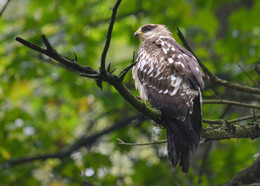 Under the forest canopy / ***