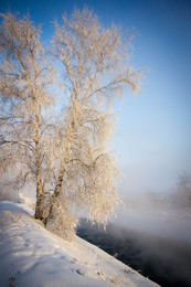 Birch / ***