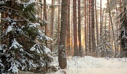 Winter evening in the forest / ***