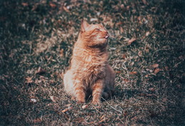 orange cat / No comments.