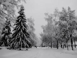 In Winter Park ... / ***