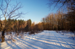 Forest Road / ***