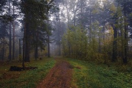 In the autumn forest. / ***