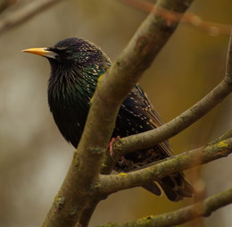 Starling / ***