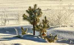 snow and pine / ***