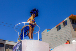 Blue bird / ***