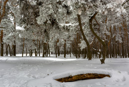 Winter Forest / ***