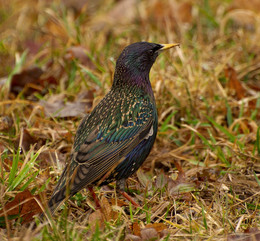 Starling / ***