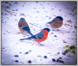 Another snowstorm / ***