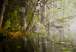 Lace autumn / ***
