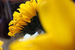 Sunflowers / ***