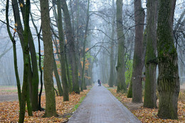 Fog in the park / ***