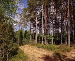 Pine forest / ***