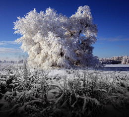 Hoarfrost / ***