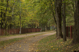 Autumn road / ***